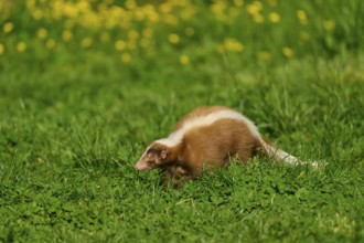 A skunk (Mephitis mephitis), standing on a green meadow, in the background yellow flowers, France,