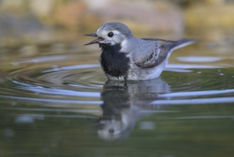 White wagtail (Motacilla alba), male bathing, biosphere reserve, Swabian Alb, Baden-Württemberg,