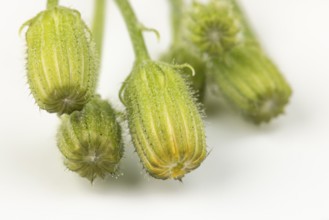 Close-up of green buds of Pippau (Crepis) on a white background