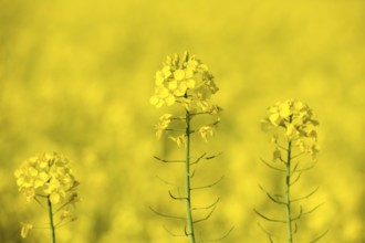 Three rape blossoms in concentrated close-up against a blurred yellow background,