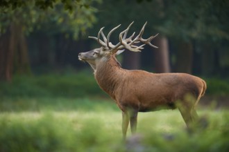 A red deer (Cervus elaphus) with magnificent antlers stands in a green environment, Germany, Europe