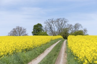 A rural country lane winds its way through yellow rapeseed fields, near Winnenden,