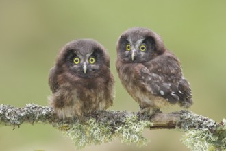 Great Horned Owl (Aegolius funereus), Two young birds perched on a larch branch, Wildlife, Nature