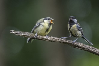 Great tits (Parus major), feeding young birds, Emsland, Lower Saxony, Germany, Europe