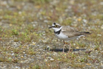 Little Ringed Plover (Charadrius dubius) adult bird standing on a gravel bank at the lakeshore,