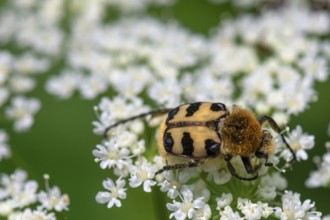 Brush beetle (Trichius) on a goutweed flower, Bavaria, Germany, Europe