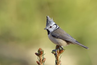 Crested Tit (Lophophanes scalloped ribbonfish), sitting on the top of a young spruce, European