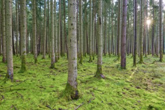 Green forest overgrown with moss illuminated by the sun's rays, peaceful atmosphere, Buchen,