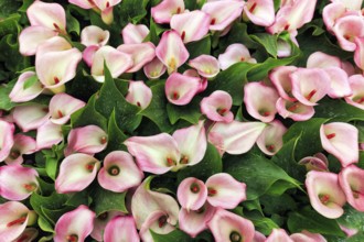 Pink-coloured flower-bed of the calla, Zantedeschia in a flower bed, sea of flower-bed, view from