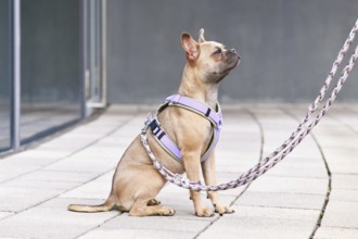 Side view of blue fawn French Bulldog with long healthy nose and tail wearing a dog harness with