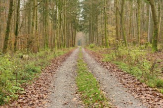 Straight path through dense, autumnal forest, covered with foliage, beech trees, Odenwald,