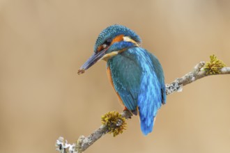 Kingfisher (Alcedo atthis), male sitting on a branch overgrown with lichen, digging a breeding