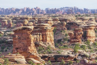 Rock formations, Chesler Park, The Needles district, Canyonlands National Park, Utah, USA, North