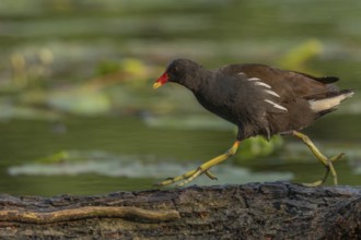 A bog hen (Gallinula chloropus) runs over a tree trunk to her chicks in her nest. Bas rhin, Alsace,