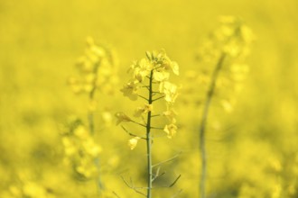 Bright yellow rape blossom against a blurred background, Baden-Württemberg, Germany, Europe
