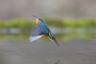 Kingfisher (Alcedo atthis), in a dive, hunting flight, shortly in front of diving into the water,