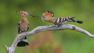 Hoopoe (Upupa epops) Bird of the Year 2022, male with food for his female, bridal gift, pair