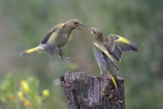 Greenfinch (Chloris chloris), arguing, biosphere reserve, Swabian Alb, Baden-Württemberg, Germany,