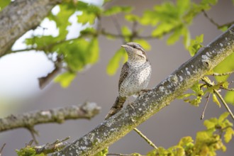 Eurasian wryneck (Jynx torquilla) Germany