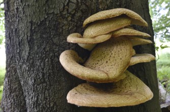 Tree fungus dryad's saddle, dryad's saddle (Cerioporus squamosus), on an old tree trunk