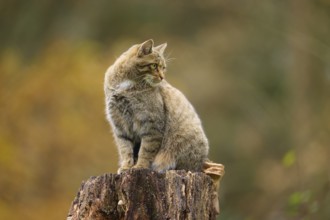 European wildcat (Felis silvestris), on a tree stump in an autumn landscape, Germany, Europe