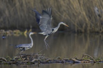 Grey heron (Ardea cinerea), adult heron and young bird copulating on a water lily root in front of