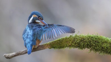 Kingfisher (Alcedo atthis) Indicator for clean flowing waters, female at sunrise during plumage