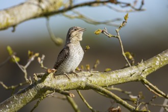 Eurasian wryneck (Jynx torquilla) Germany