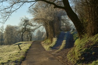 Fork in the road through wintry landscape with frost-covered trees and sunlight, Kirchzell,