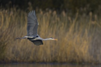 Grey heron (Ardea cinerea), adult heron in flight in front of reeds, evening light, Neckar valley,