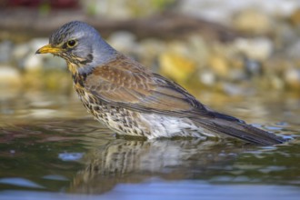 Juniper thrush (Turdus pilaris), bathing, biosphere reserve, Swabian Alb, Baden-Württemberg,
