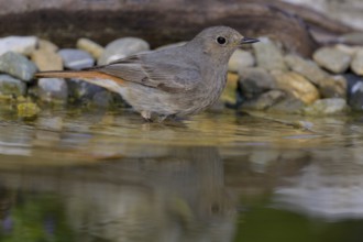 Black redstart (Phoenicurus ochruros), female bathing, biosphere reserve, Swabian Alb,