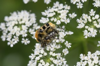 Mating of brush beetles (Trichius) on a goutweed flower, Bavaria, Germany, Europe