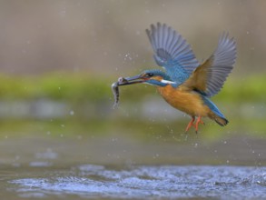 Kingfisher (Alcedo atthis), in flight with two fish in its beak, Lechauen, Bavaria