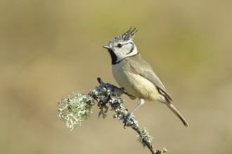 Crested Tit (Lophophanes Scalloped ribbonfish), on a branch overgrown with lichen, Wilnsdorf, North