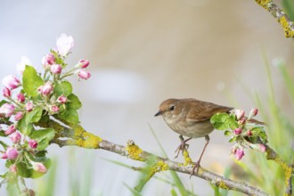 Nightingale (Luscinia megarhynchos) Germany
