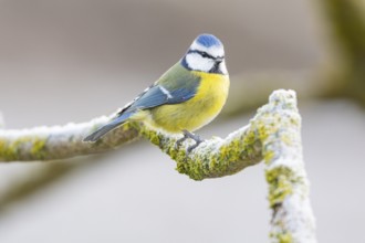 Blue tit (Parus caeruleus) Germany