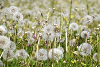 Dandelions, meadow in spring, Germany, Europe