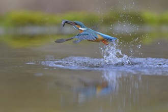 Kingfisher (Alcedo atthis), taking off from the water with a fish in its beak, Lechauen, Bavaria