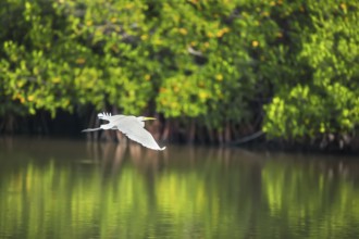 Great white egret (Ardea alba) in flight, Sanibel Island, J.N. Ding Darling National Wildlife
