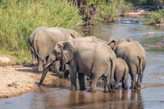 African elephant (Loxodonta africana), group drinking at the river, Kruger National Park, South