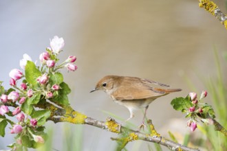 Nightingale (Luscinia megarhynchos) Germany