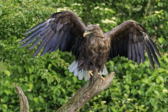 Eagle with open wings standing imposingly on a branch, white-tailed eagle (Haliaeetus albicilla),
