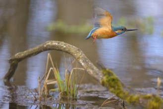 Kingfisher (Alcedo atthis), male flying from a moss-covered branch in the water, Lechauen, Bavaria