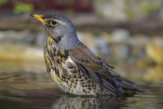 Juniper thrush (Turdus pilaris), bathing, biosphere reserve, Swabian Alb, Baden-Württemberg,