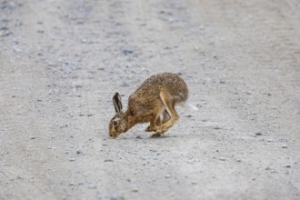 European hare (Lepus europaeus) Germany