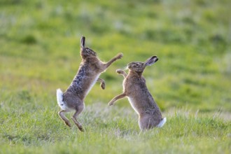 European hare (Lepus europaeus) Mating season Germany
