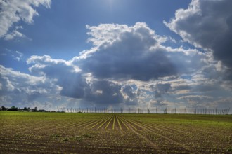 Hop and wheat cultivation, cloudy sky, Franconia, Bavaria, Germany, Europe