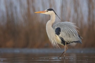 Grey heron (Ardea cinerea) hunting, foraging, fishing, preying, sunrise, morning light, Kiskunsag