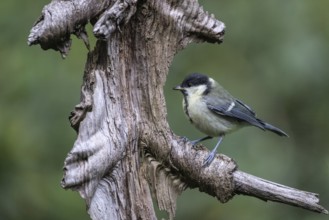 Great Tit (Parus major), Emsland, Lower Saxony, Germany, Europe